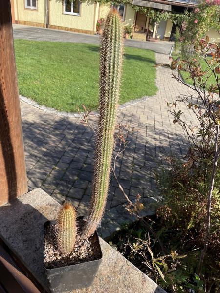 Weberbauerocereus spec.